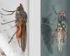 Tephrochlamys tarsalis